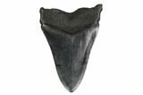 Fossil Megalodon Tooth - Georgia #144358-1
